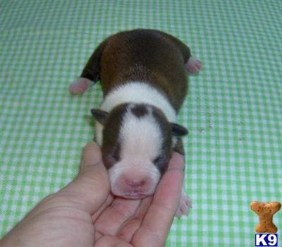 Puppies in OK